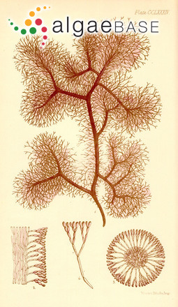 Helminthocladia densa (Harvey) F.Schmitz & Hauptfleisch