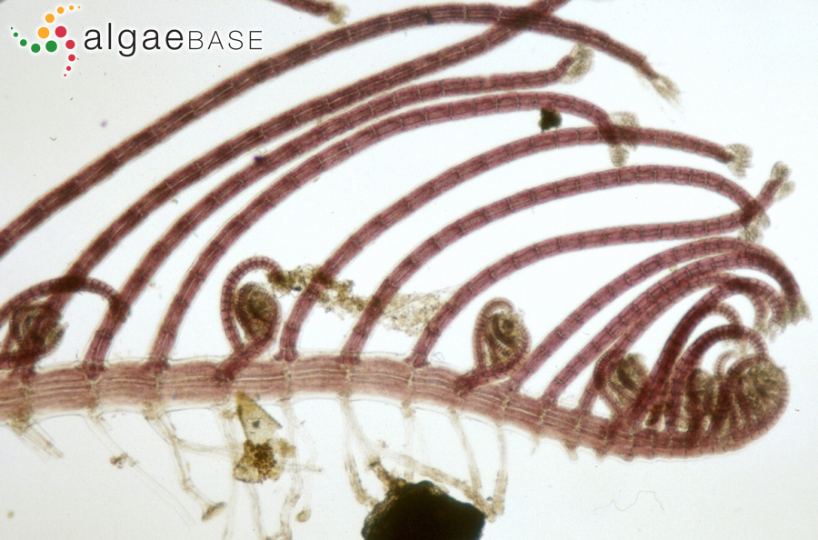 Herposiphonia tenella (C.Agardh) Ambronn