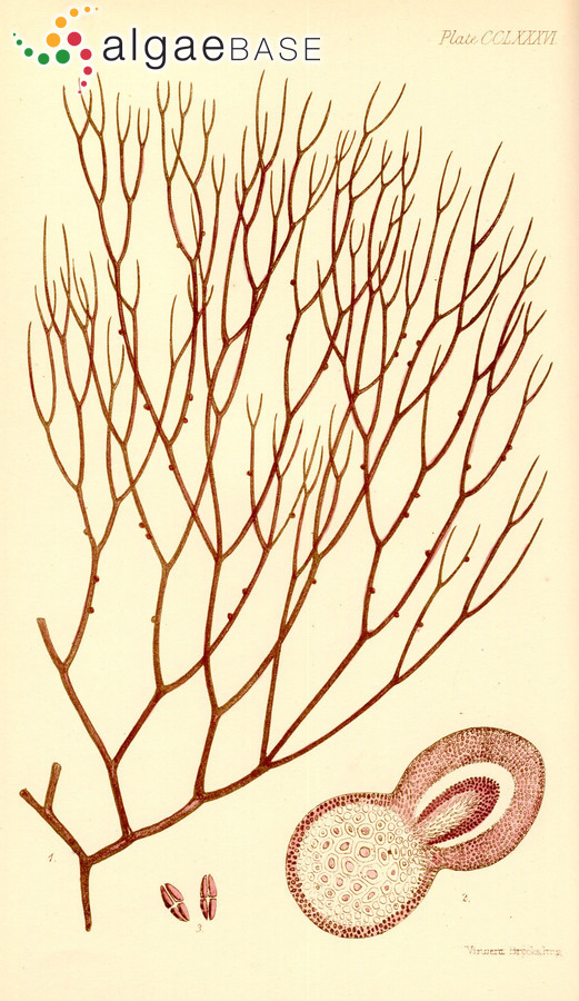 Sarconema filiforme (Sonder) Kylin