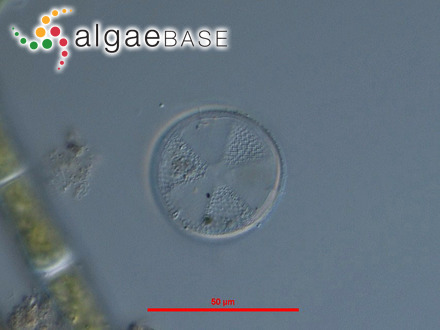 Actinoptychus senarius (Ehrenberg) Ehrenberg