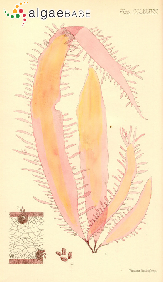 Rhodoglossum gigartinoides (Sonder) Edyvane & Womersley