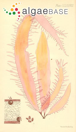 Rhodoglossum gigartinoides (Sonder) Edyvane & Womersley