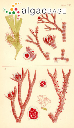 Ceramium suhrianum P.C.Silva