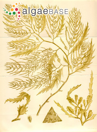 Sargassum lacerifolium (Turner) C.Agardh