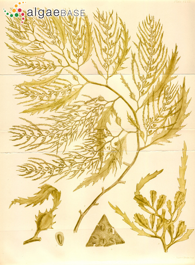 Sargassum lacerifolium (Turner) C.Agardh