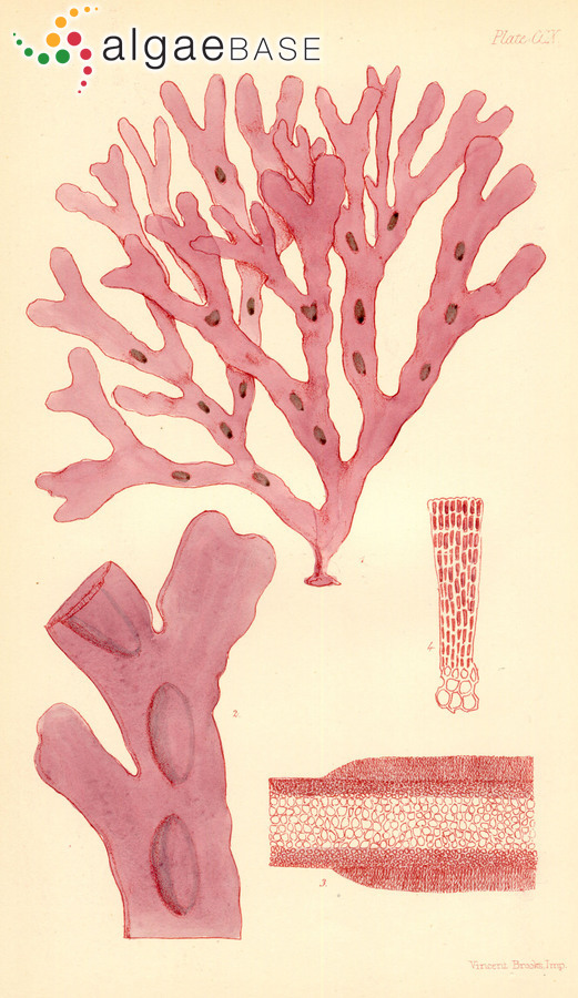 Tylotus obtusatus (Sonder) J.Agardh