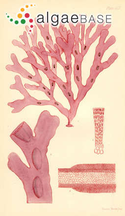 Tylotus obtusatus (Sonder) J.Agardh