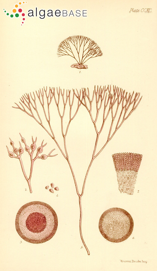 Ahnfeltiopsis fastigiata J.A.Lewis & Womersley
