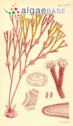 Thamnoclonium dichotomum (J.Agardh) J.Agardh