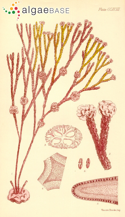 Thamnoclonium dichotomum (J.Agardh) J.Agardh