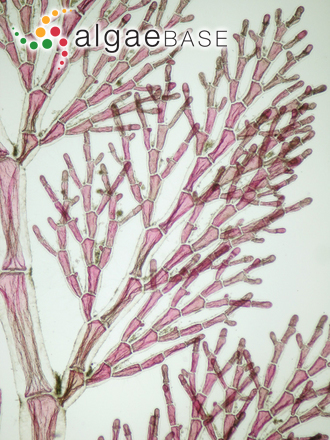 Pleonosporium flexuosum (C.Agardh) Bornet