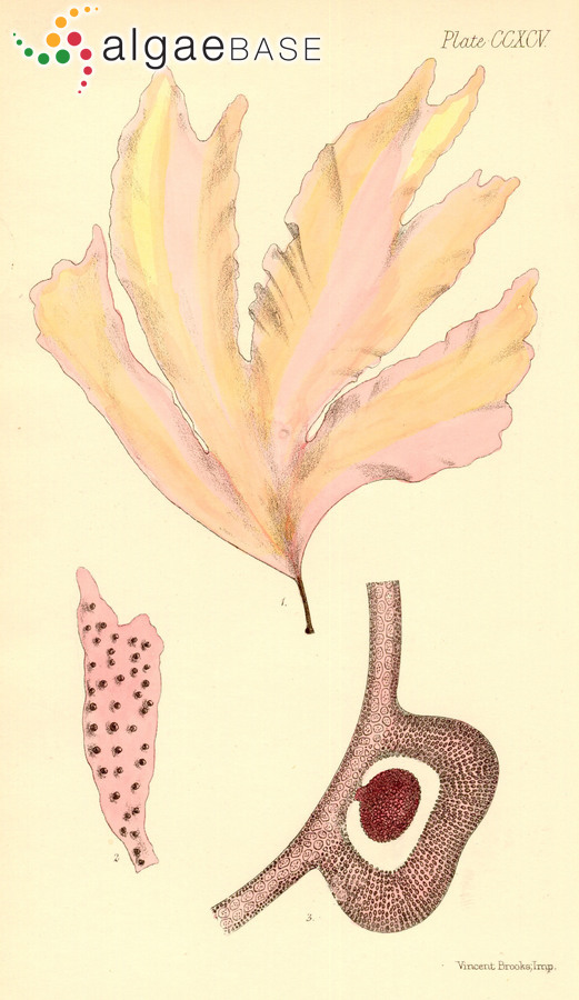 Halopeltis cuneata (Harvey) G.W.Saunders