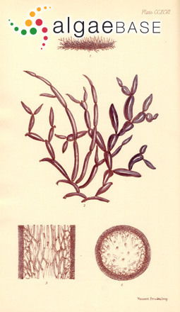 Catenella caespitosa (Withering) L.M.Irvine