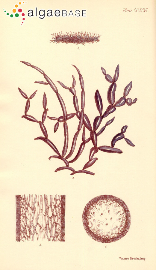 Catenella caespitosa (Withering) L.M.Irvine