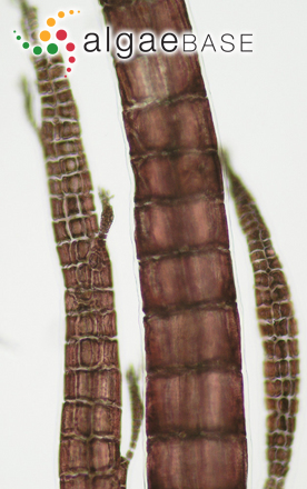 Carradoriella elongata (Hudson) Savoie & G.W.Saunders