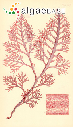 Callophycus laxus (Sonder) P.C.Silva