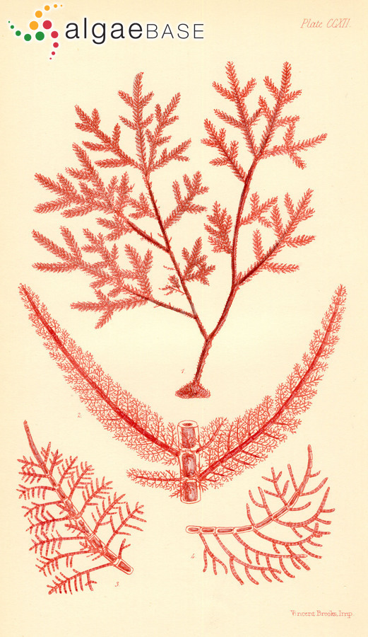 Inkyuleea mariana (Harvey) H.-G.Choi, Kraft & G.W.Saunders