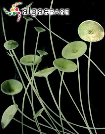 Acetabularia acetabulum (Linnaeus) P.C.Silva