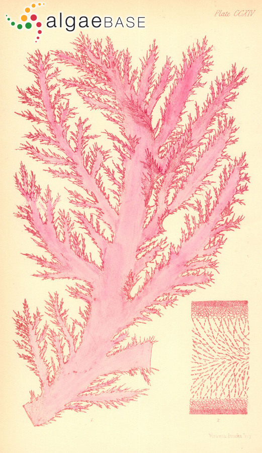 Halymenia floresii (Clemente) C.Agardh