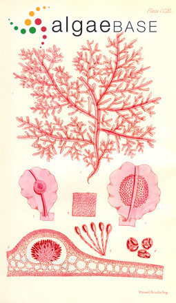 Caulerpa chemnitzia (Esper) J.V.Lamouroux