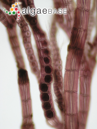 Vertebrata nigra (Hudson) Díaz-Tapia & Maggs