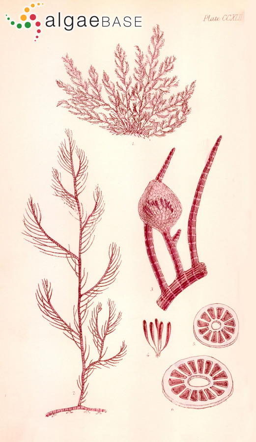 Herposiphonia rostrata (Sonder) Reinbold