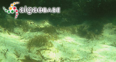 Xiphosiphonia ardreana (Maggs & Hommersand) Savoie & G.W.Saunders