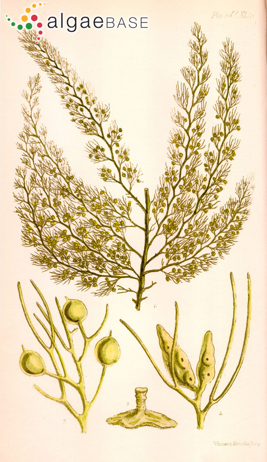 Phyllotricha sonderi (J.Agardh) Areschoug