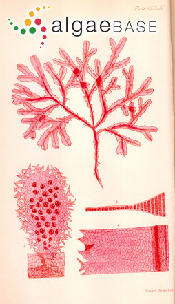 Heterodoxia denticulata (Kuntze) J.Agardh