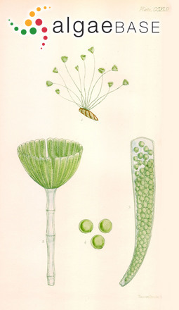 Acetabularia caliculus J.V.Lamouroux
