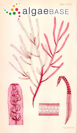 Epiglossum proliferum (C.Agardh) L.E.Phillips
