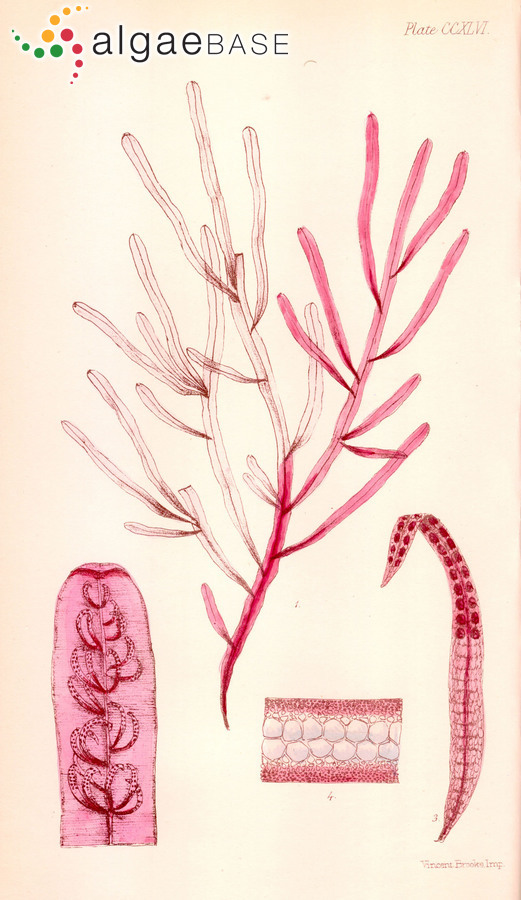 Epiglossum proliferum (C.Agardh) L.E.Phillips