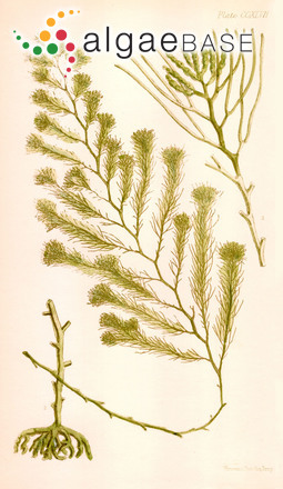 Acrocarpia paniculata (Turner) Areschoug