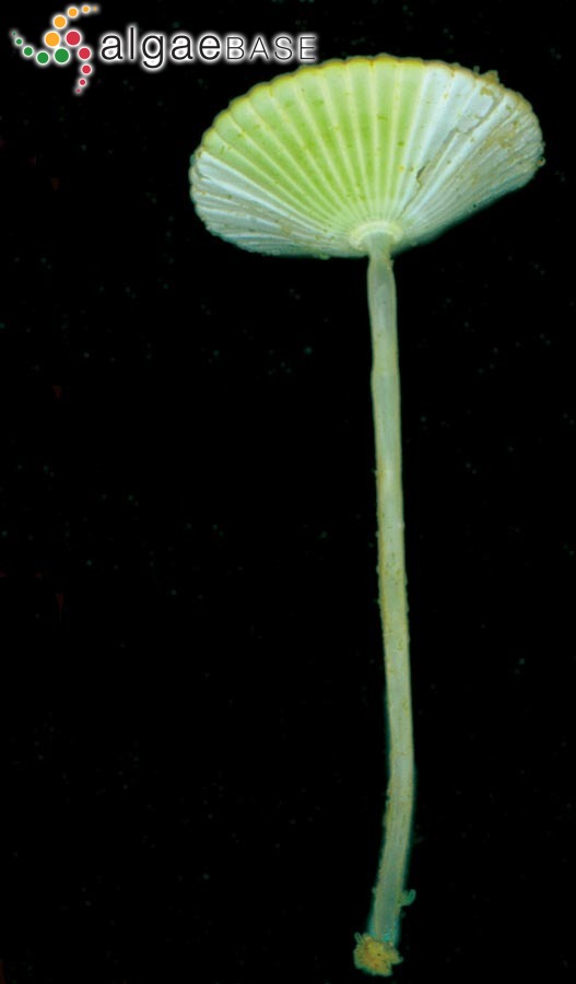 Acetabularia crenulata J.V.Lamouroux