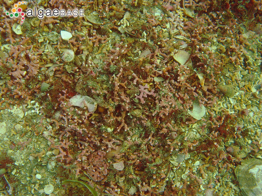 Lithothamnion corallioides (P.Crouan & H.Crouan) P.Crouan & H.Crouan