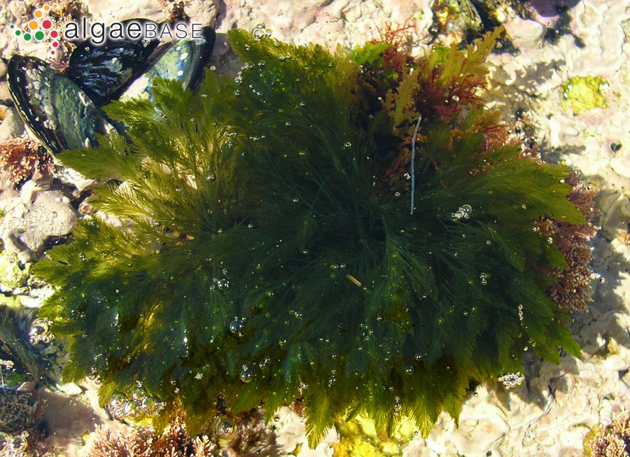 Bryopsis plumosa (Hudson) C.Agardh