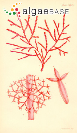 Wollastoniella myriophylloides (Harvey) E.M.Gordon