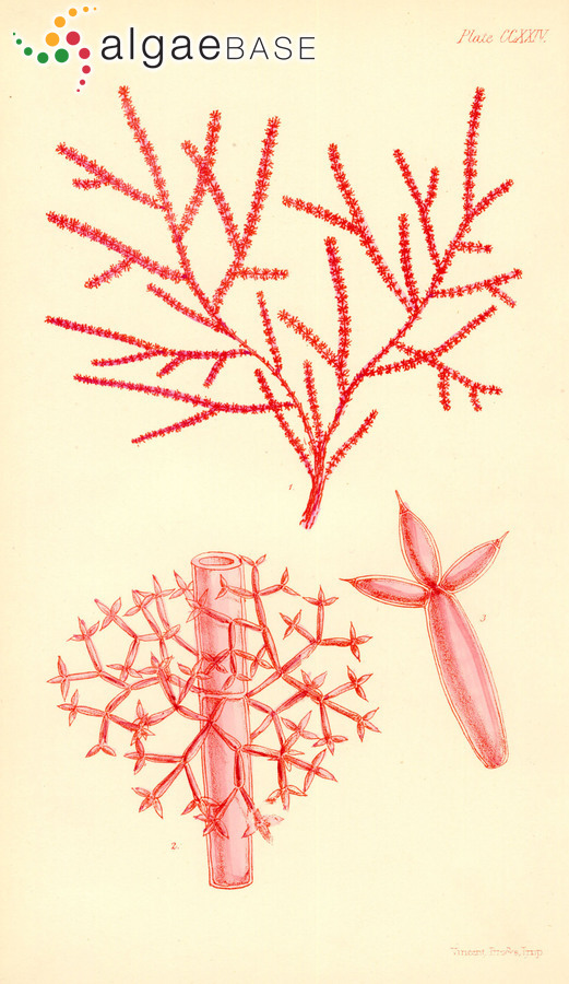 Wollastoniella myriophylloides (Harvey) E.M.Gordon