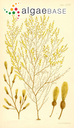 Sporochnus radiciformis (R.Brown ex Turner) C.Agardh