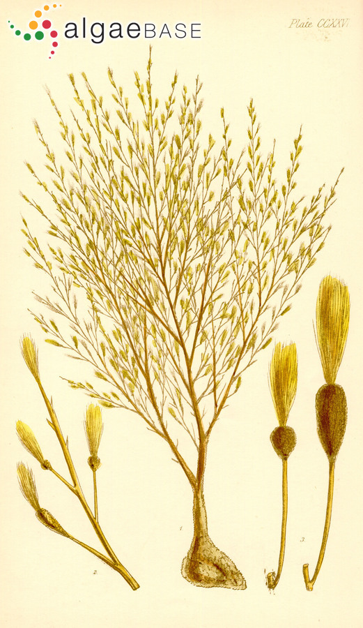 Sporochnus radiciformis (R.Brown ex Turner) C.Agardh