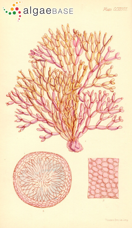 Dichotomaria obtusata (J.Ellis & Solander) Lamarck