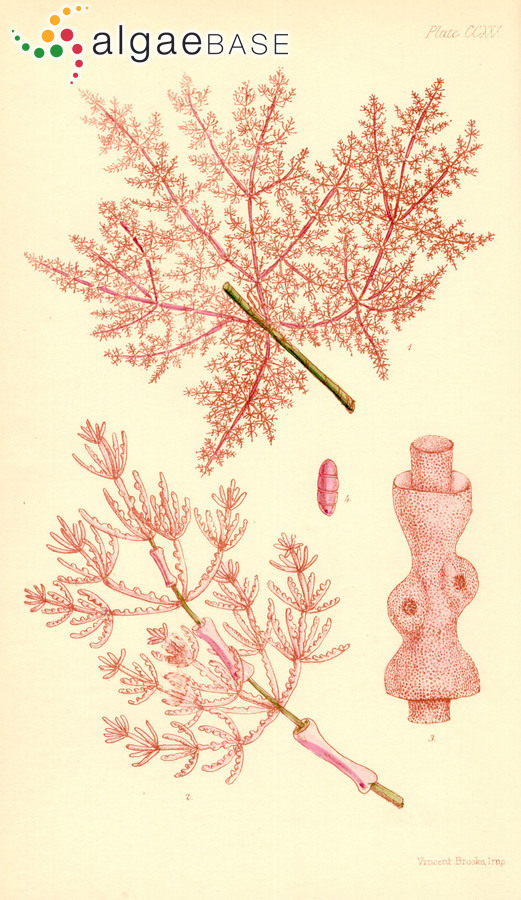 Metagoniolithon stelliferum (Lamarck) Ducker