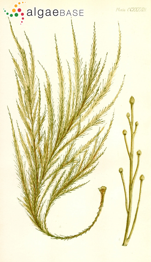 Perithalia caudata (Labillardière) Womersley