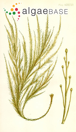 Perithalia caudata (Labillardière) Womersley