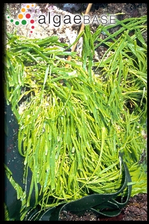 Caulerpa filiformis (Suhr) Hering