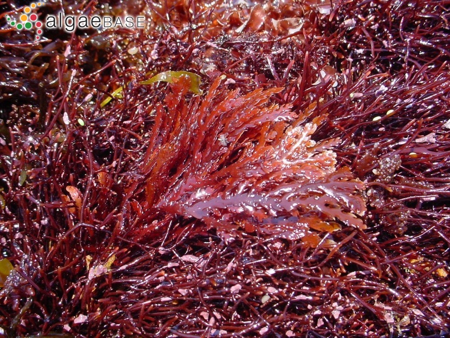 Ptilota dentata Okamura