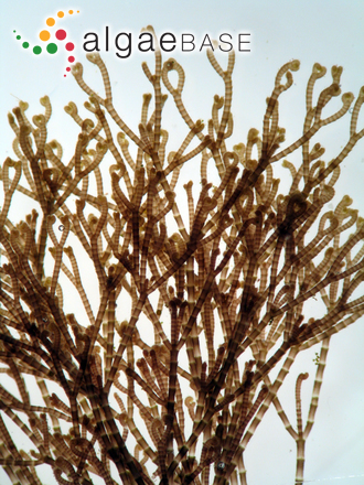 Centroceras clavulatum (C.Agardh) Montagne