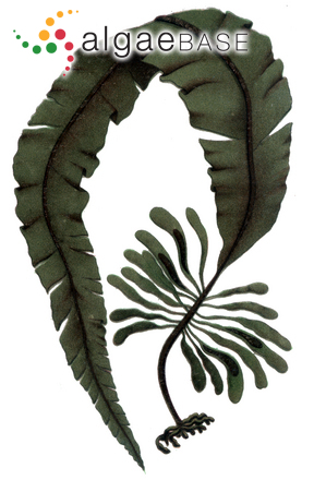 Alaria esculenta (Linnaeus) Greville
