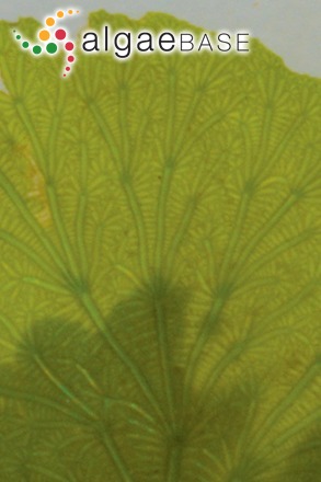 Anadyomene stellata (Wulfen) C.Agardh