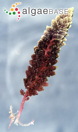 Asparagopsis taxiformis (Delile) Trevisan